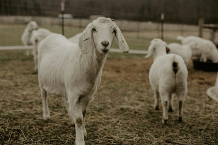 best goat breeds for small scale farming