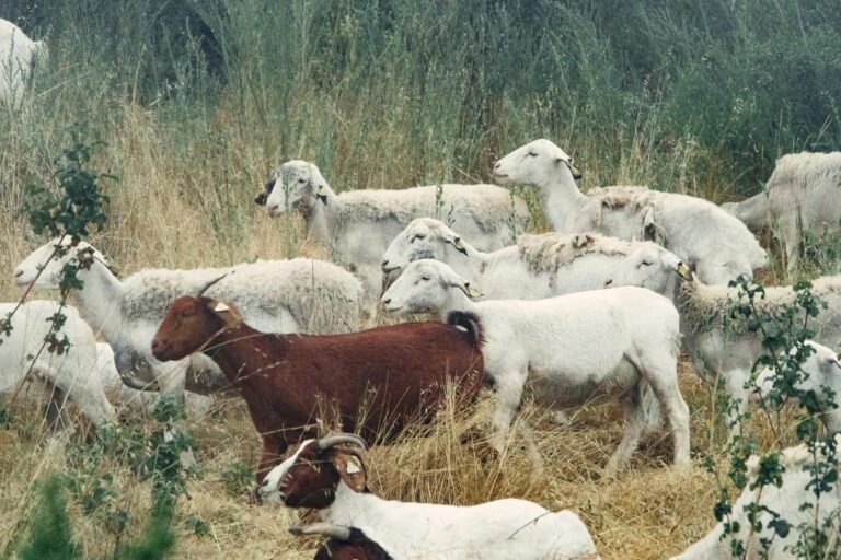 goat coughing