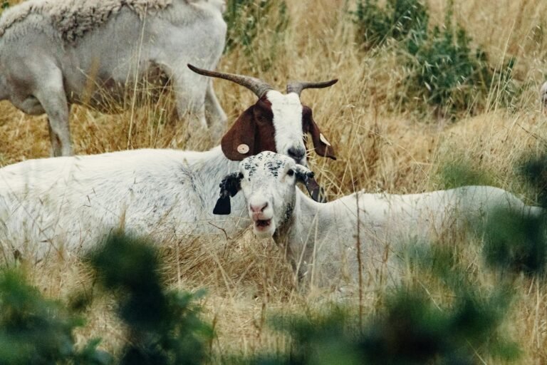 goat coughing