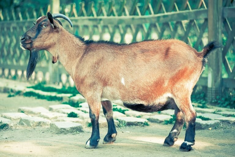 when do nigerian dwarf goats stop growing