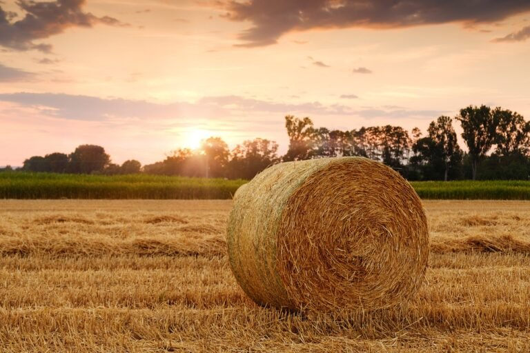 bale feeding and grazing