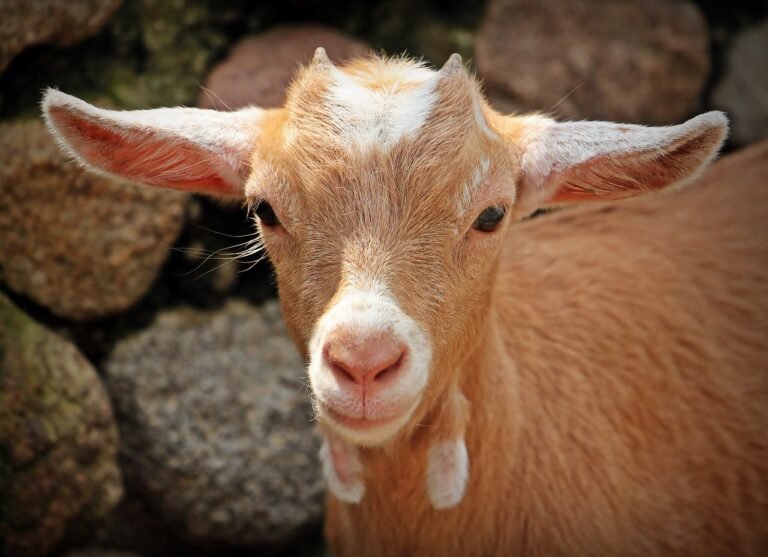 breeding goats