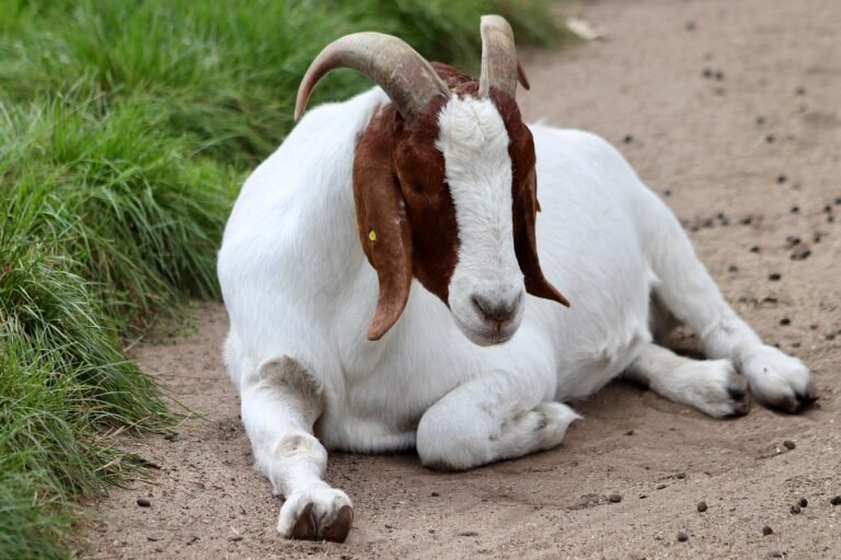 oberhasli goat