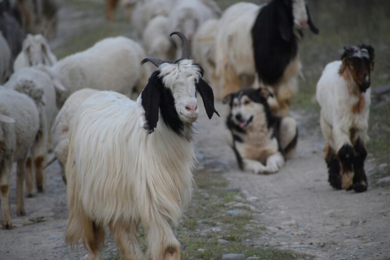 raising goats for profit