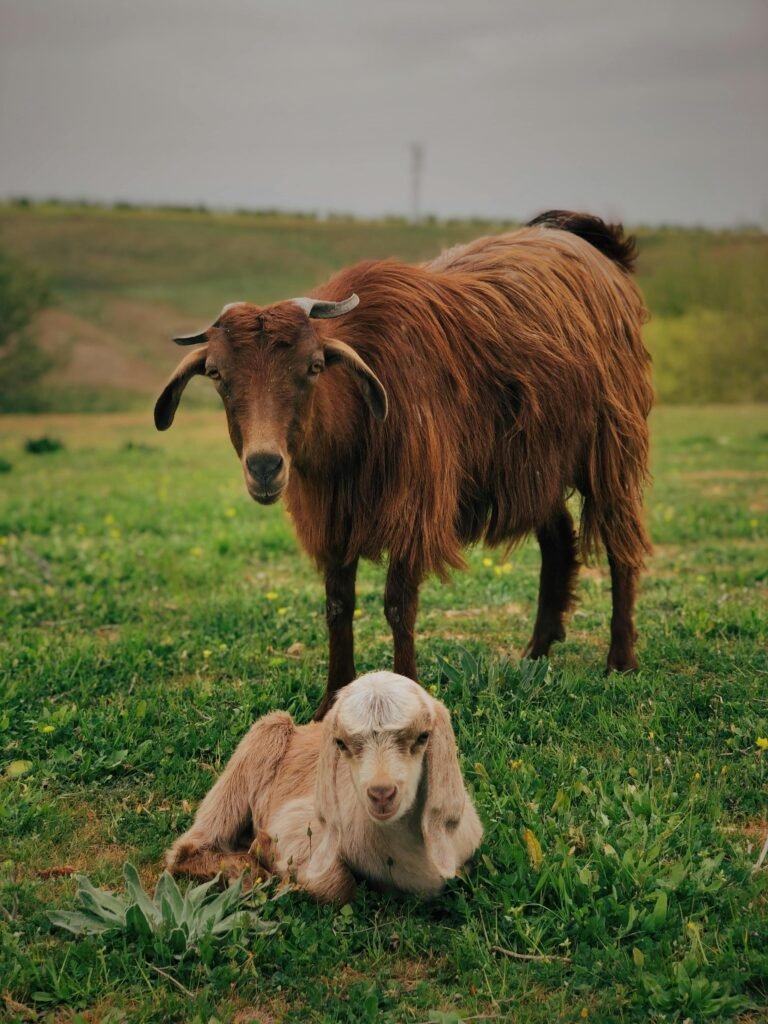 spanish goat