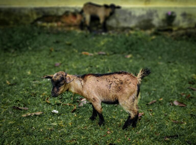 baby goat won't eat