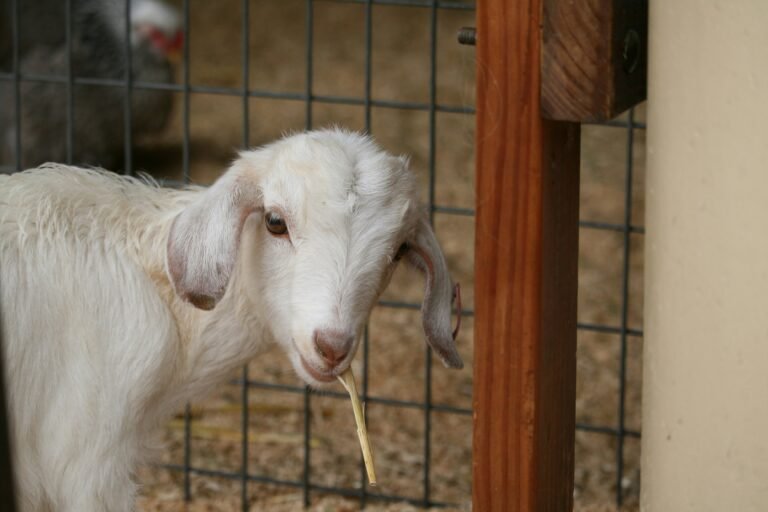 scours in goats